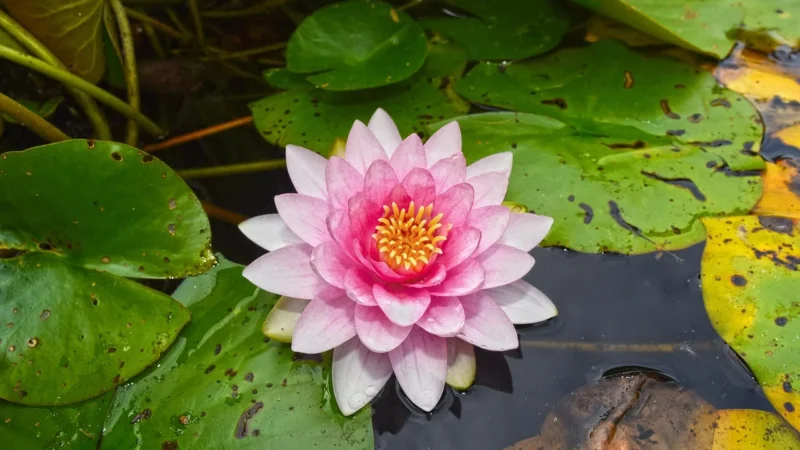 A4 Tech PODKŁADKA/MOUSEPAD X7-500MP