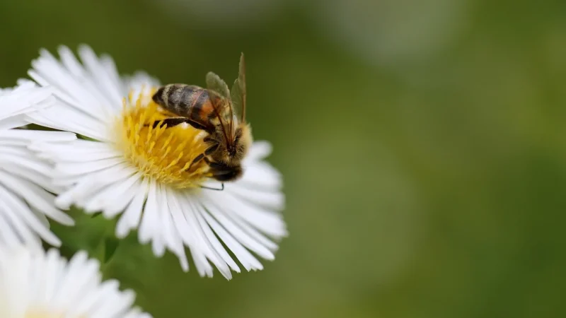 Bee Simulator (Gra NS)