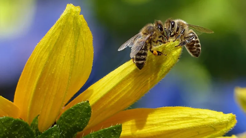 Bee Simulator (Xbox One Key)