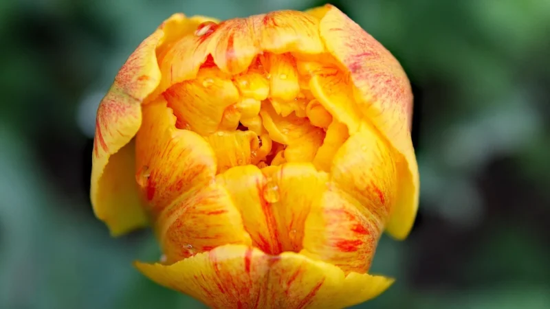Canon GI-53 Y yellow (4690C001)
