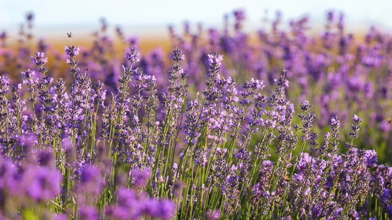 Epson SCP-700 Purpurowy