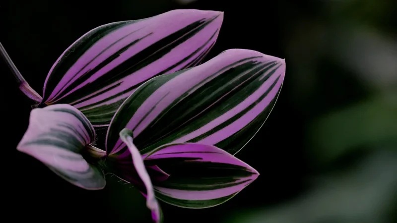 Epson T1293 Purpurowy