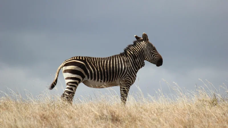 LogiLink Podkładka Glimmer Zebra (ID0147)