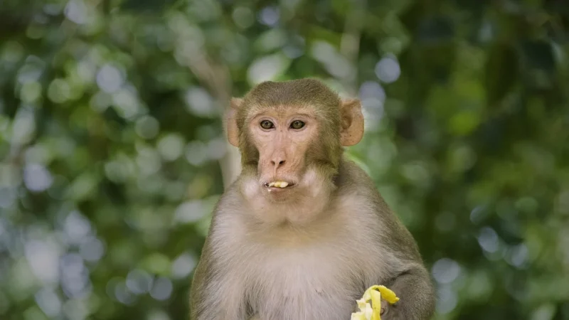 Super Monkey Ball Banana Mania (Gra NS)