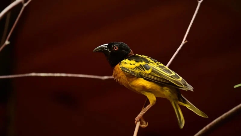 YASUMI Kea YUD038 Odkurzacz na zaskórniki i wągry