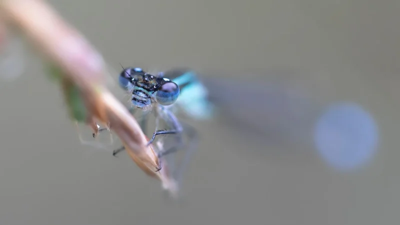 Zyxel ANT3218 (91-005-232001B)